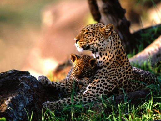 Мама леопарда с детенышем в обнимку