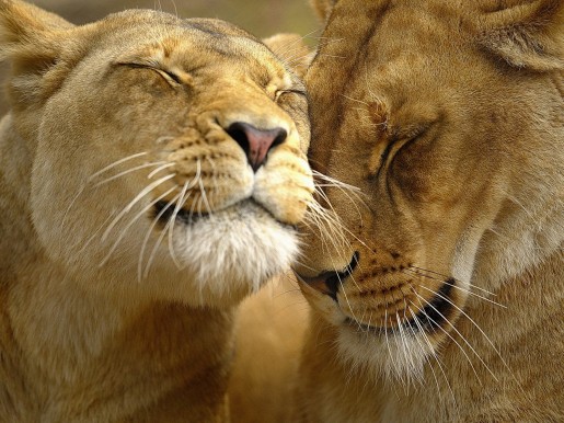 Лев и львица, любовь