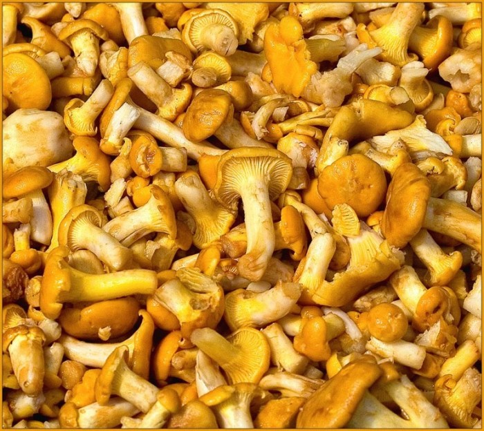 Салаты с грибами. Как приготовить вкусные закуски?