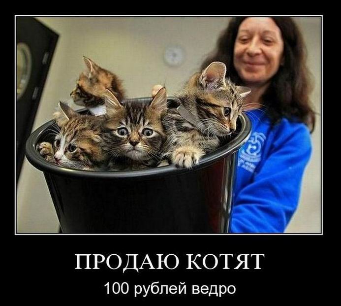 Продаю котят. 100 рублей ведро.
