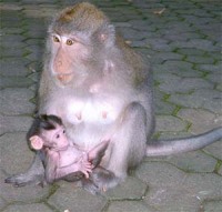 Самка яванского макака с детёнышем