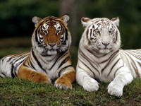Белые бенгальские тигры являются просто-напросто разновидностью обычных рыжих…   
