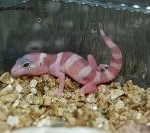 Новорожденный геккончик 