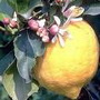 Цитрусовый рай. Как лимон поможет сохранить красоту?