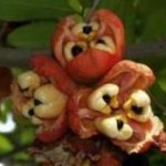 Опасный тропический фрукт аки только на Ямайке считается съедобным 