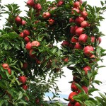 Яблочный Спас — праздник Преображения Господня празднуется Православной Церковью 19 августа