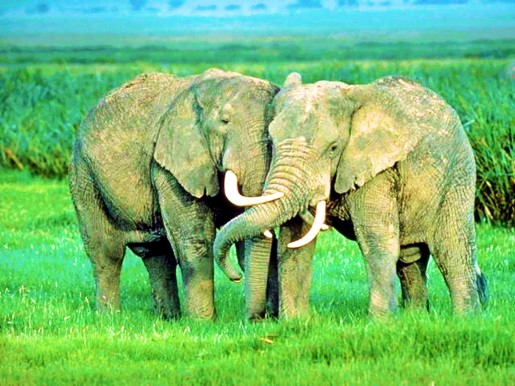 Слоны — Африка