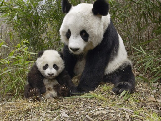 Большая панда — Китай