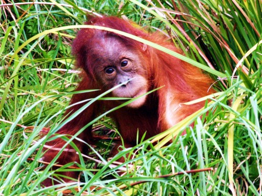 Орангутанг Борнео — Индонезия