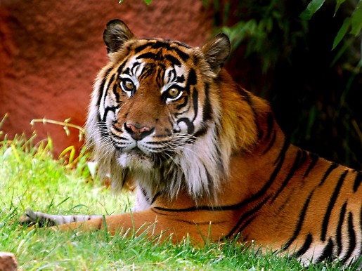 Тигр (Panthera tіgrіs) — Индия