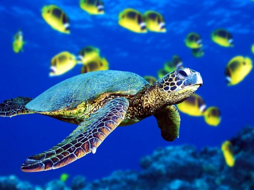Зеленая морская черепаха — Южная Америка