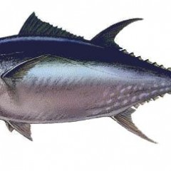 Спасти обыкновенного тунца